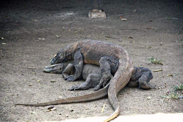 Mulai 2025, Kemenhut Batasi Kunjungan Wisata ke TN Komodo Hanya 1.000 Orang per Hari